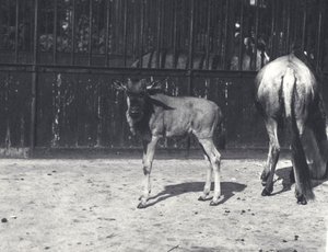 Gnou ou gnou et jeune au zoo de Londres, août 1917 - Frederick William Bond
